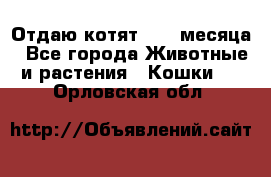 Отдаю котят. 1,5 месяца - Все города Животные и растения » Кошки   . Орловская обл.